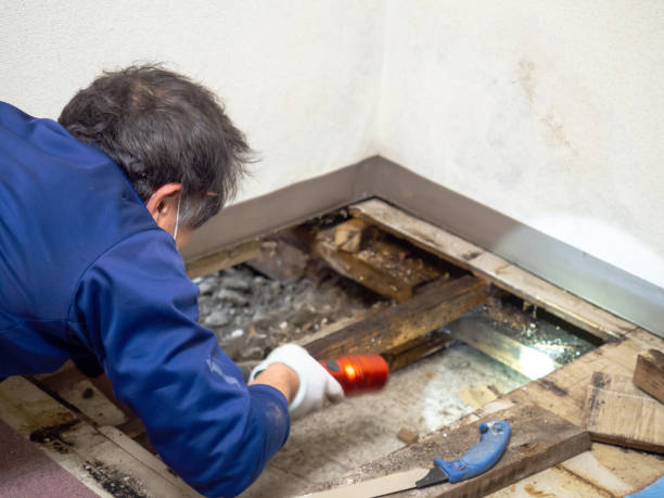 Best Water Damage Restoration  in Perry Hall, MD