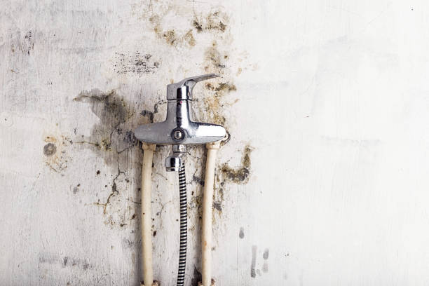 Best Toxic Mold Removal  in Perry Hall, MD