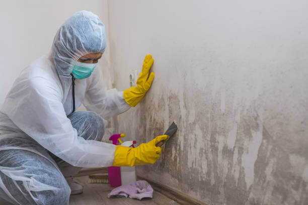 Best Mold Testing  in Perry Hall, MD