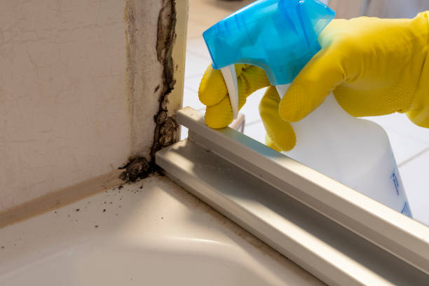 Best Attic Mold Removal  in Perry Hall, MD