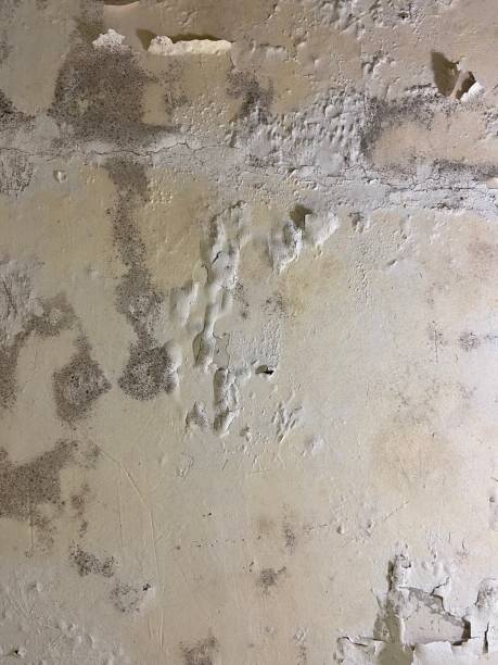 Best Mold Testing  in Perry Hall, MD