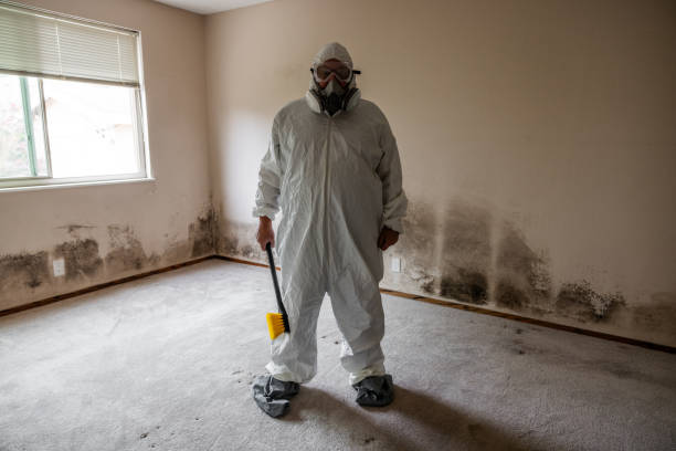 Best Mold Damage Repair  in Perry Hall, MD