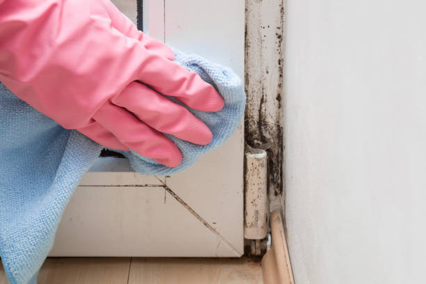 Best Attic Mold Removal  in Perry Hall, MD