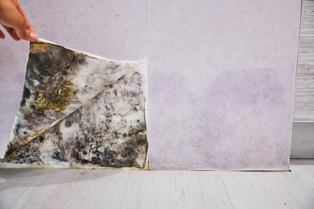 Best Fast Mold Removal  in Perry Hall, MD